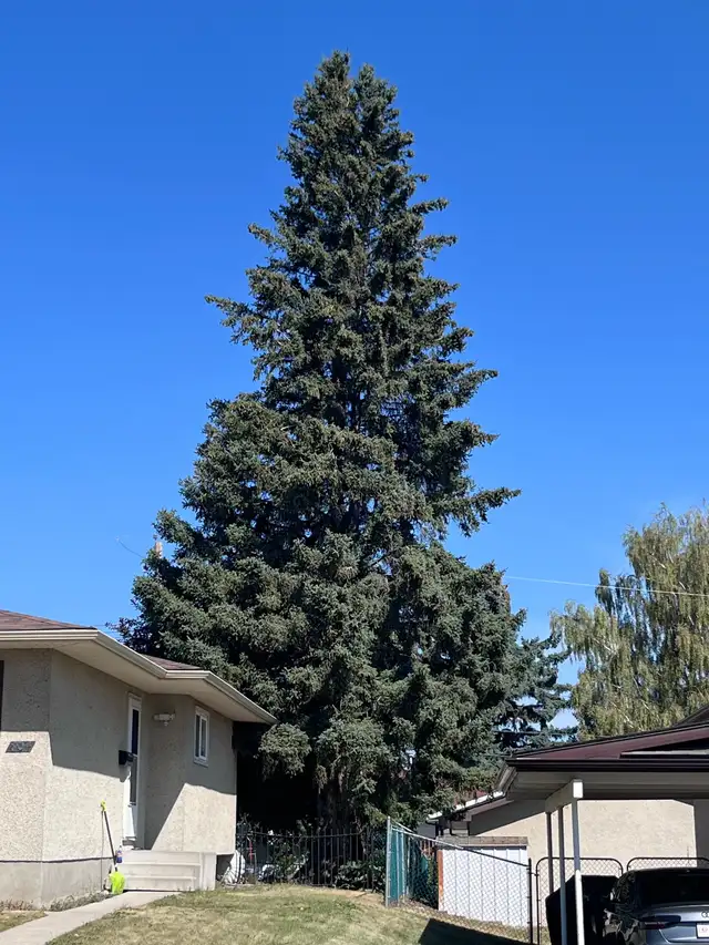 Firewood for free pickup