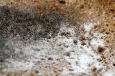 Retrait Vermiculite Moisissures  Isolation  Pyrite - Photo 7