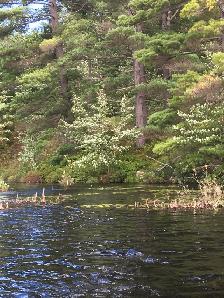 Three Waterfront Properties near Godfrey, ON - Photo 2