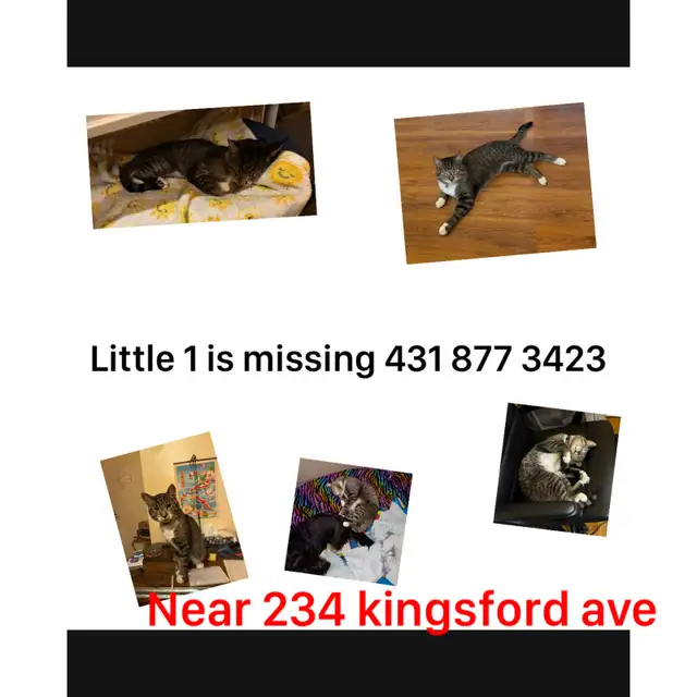 Missing Cat