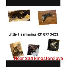 Missing Cat