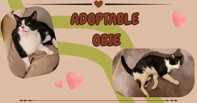 Handsome Cat to New Home