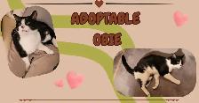 Handsome Cat to New Home