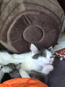 Female kitty cat available - Photo 5
