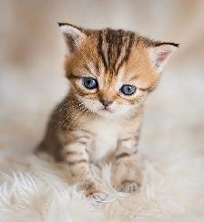 CHATONS BRITISH SHORTHAIR - Photo 2