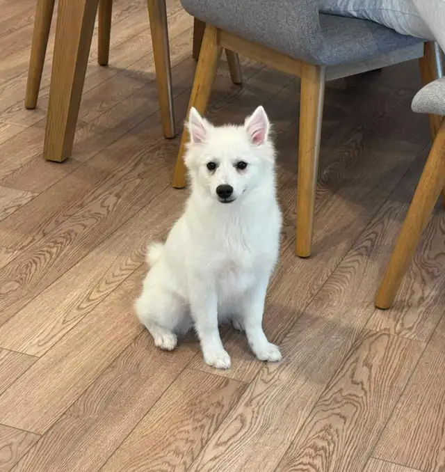 FEMALE ESKIMO PUPPY