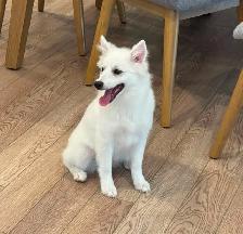 FEMALE ESKIMO PUPPY - Photo 2
