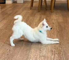 FEMALE ESKIMO PUPPY - Photo 3