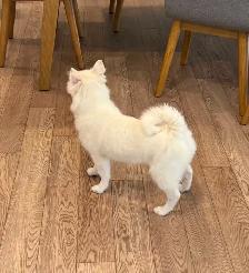 FEMALE ESKIMO PUPPY - Photo 4
