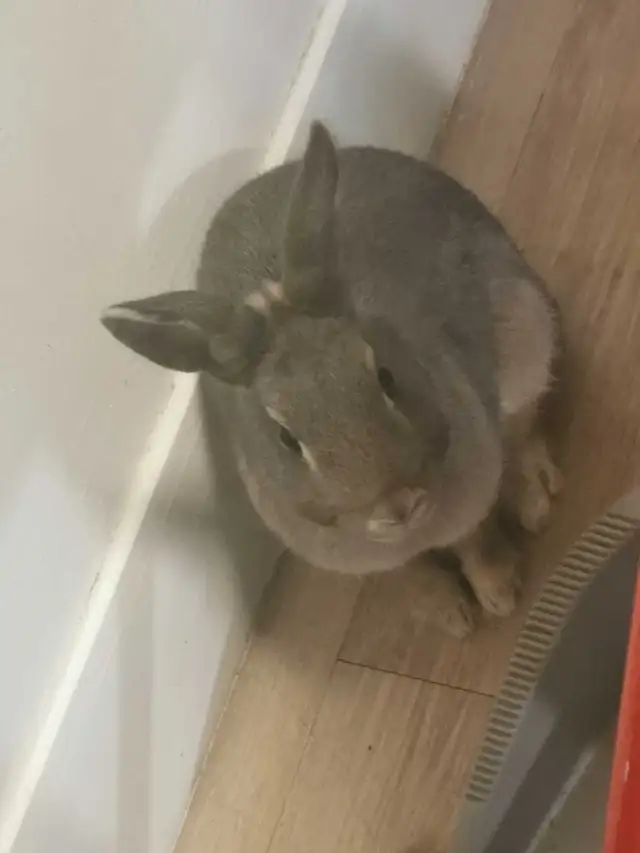 lapin a vendre