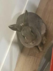 lapin a vendre