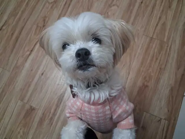 Trusted Care House & Pet Sitting