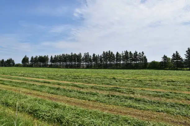 Land For Rent