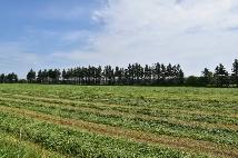 Land For Rent