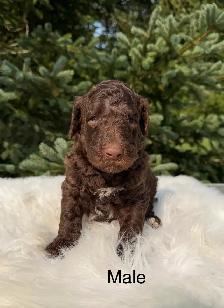 Standard Poodle Puppies