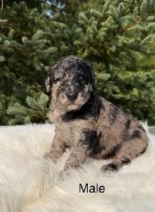Standard Poodle Puppies - Photo 2