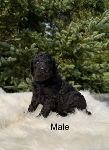 Standard Poodle Puppies - Photo 3