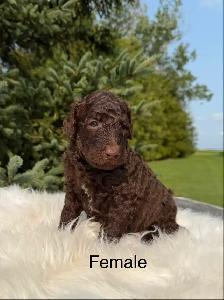 Standard Poodle Puppies - Photo 4
