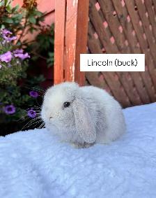 Sweet Holland Lop baby bunnies