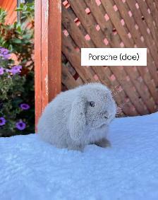 Sweet Holland Lop baby bunnies - Photo 2