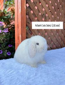 Sweet Holland Lop baby bunnies - Photo 3
