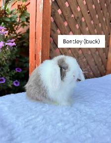 Sweet Holland Lop baby bunnies - Photo 4