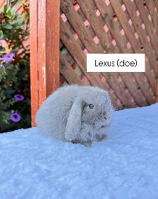 Sweet Holland Lop baby bunnies - Photo 5