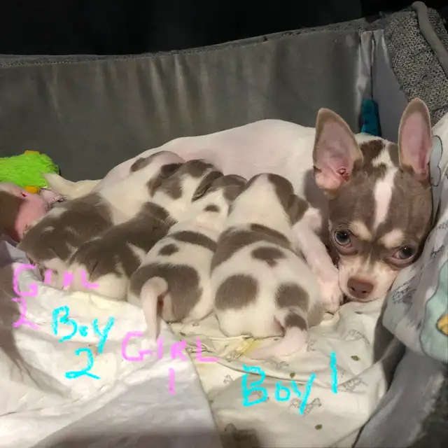 Stunning white and lavender chihuahua puppies