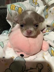 Stunning white and lavender chihuahua puppies - Photo 4
