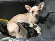 Stunning white and lavender chihuahua puppies - Photo 7