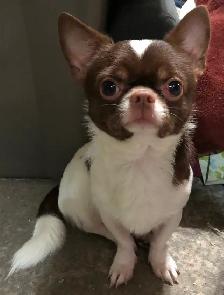 Stunning white and lavender chihuahua puppies - Photo 8