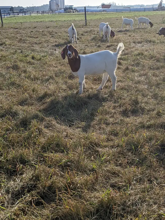 Goats for sale