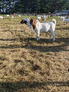 Goats for sale - Photo 2
