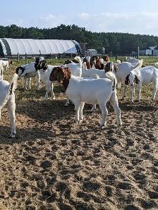 Goats for sale - Photo 3
