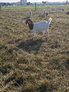 Goats for sale - Photo 4