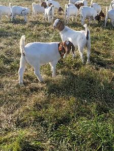 Goats for sale - Photo 5