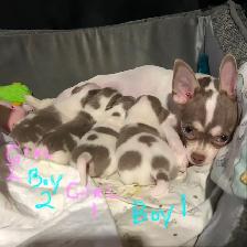 Stunning white and lavender chihuahua puppies