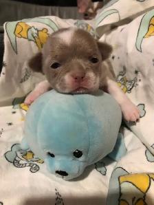 Stunning white and lavender chihuahua puppies - Photo 2