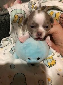 Stunning white and lavender chihuahua puppies - Photo 3