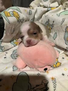 Stunning white and lavender chihuahua puppies - Photo 5