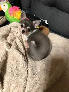 Stunning white and lavender chihuahua puppies - Photo 6