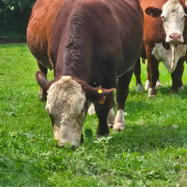 Purebred Registered Hereford Bull for Sale $5500