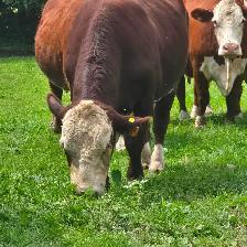 Purebred Registered Hereford Bull for Sale $5500