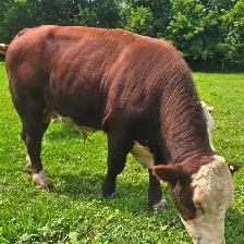 Purebred Registered Hereford Bull for Sale $5500 - Photo 2