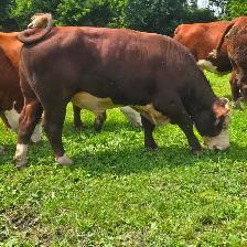 Purebred Registered Hereford Bull for Sale $5500 - Photo 3