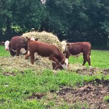 Purebred Registered Hereford Bull for Sale $5500 - Photo 5