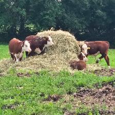Purebred Registered Hereford Bull for Sale $5500 - Photo 6