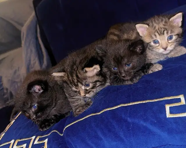 Adorable Kittens