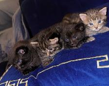 Adorable Kittens
