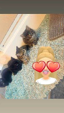 Adorable Kittens - Photo 2